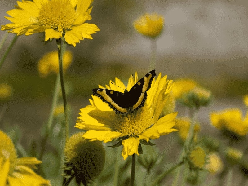 刘女士成功案例